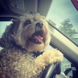 Meet your Posher, Dakota